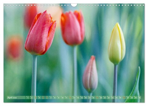 Vorschau April-Blatt: Eine selektive Makroaufnahme von roten und gelben Tulpenknospen mit sanftem Bokeh im Frühlingslicht. Vorschau April-Blatt: Eine selektive Makroaufnahme von roten und gelben Tulpenknospen mit sanftem Bokeh im Frühlingslicht.