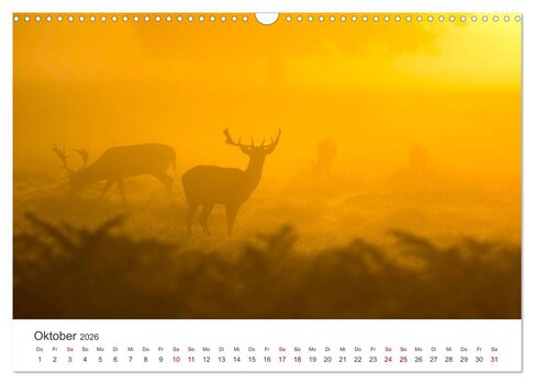 Vorschau Oktober-Blatt: Ein stimmungsvolles Naturfoto von Damhirschen auf einer Wiese im dichten, goldenen Morgennebel. Vorschau Oktober-Blatt: Ein stimmungsvolles Naturfoto von Damhirschen auf einer Wiese im dichten, goldenen Morgennebel.