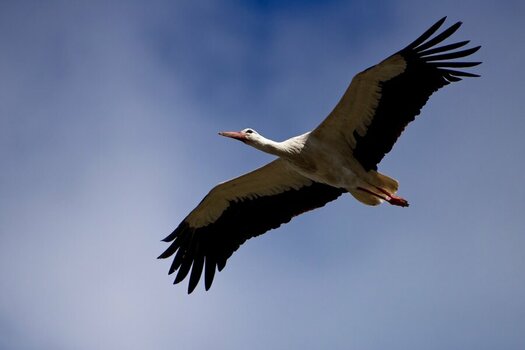 Storch I.jpg
