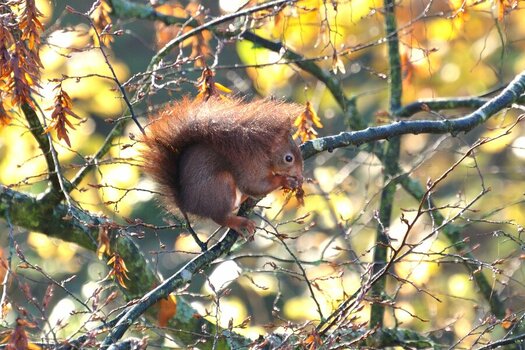 Eichhörnchen 500mm.jpg