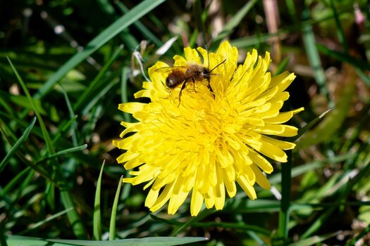 rostrote mauerbiene.jpg