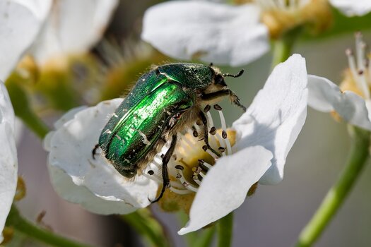 Goldglänzender Rosenkäfer 4 (Cetonia aurata).jpg