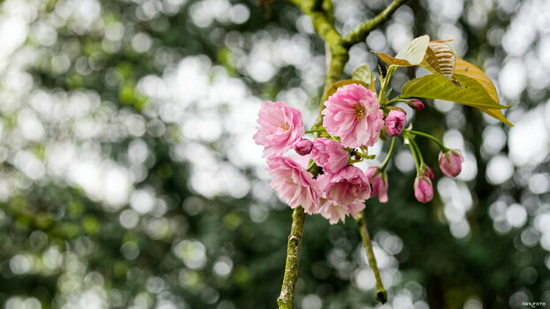 2604_Fruehlings_knospen_blueten_0153_DxO_hqfc.jpeg