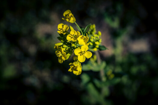 BR070426-10.jpg