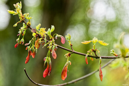 2604_Fruehlings_knospen_blueten_0232_DxO_hqfc.jpg
