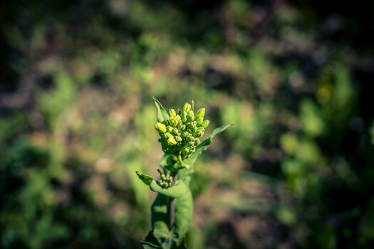 BR070426-9.jpg