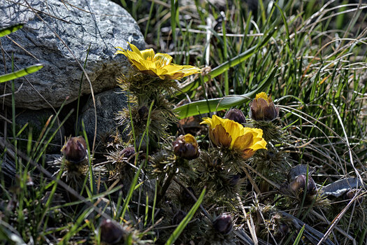 DSC_6709.f.jpg