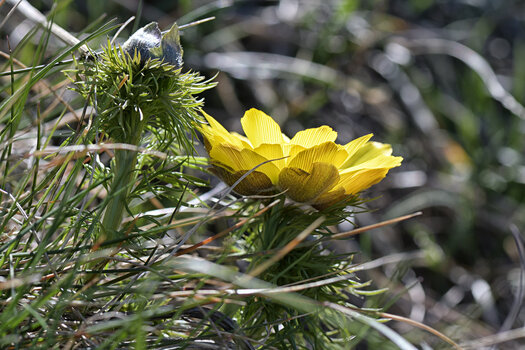 DSC_6713.f.jpg