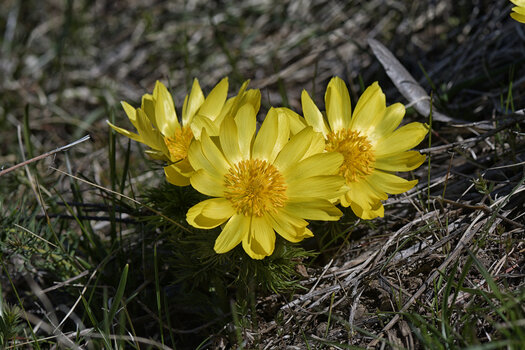 DSC_6714.f.jpg