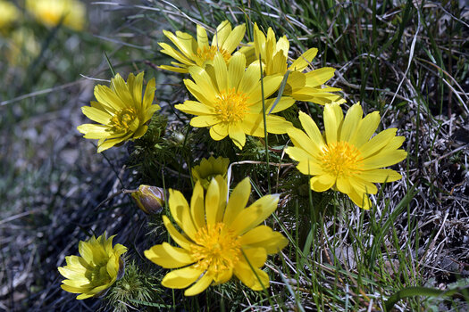 DSC_6717.f.2.jpg