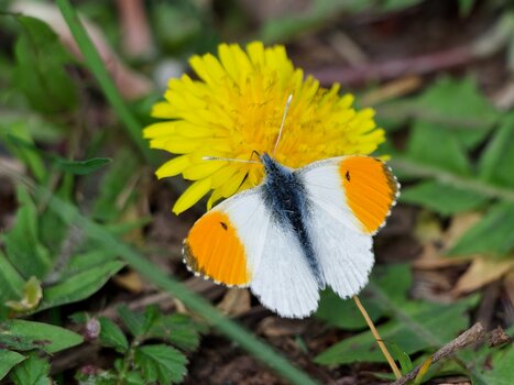 früühling.jpg