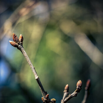 BR070426-18.jpg
