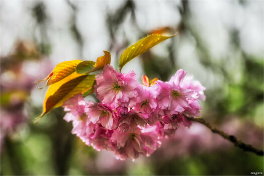 2604_Fruehlings_knospen_blueten_0191-Bearbeitet_qhd.jpeg