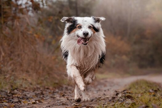 Ein schwarz-weiß-brauner Border Collie rennt voller Energie einen Waldweg entlang direkt auf die Kamera zu. Seine Zunge hängt seitlich heraus, und der Hintergrund besteht aus herbstlich gefärbten, unscharfen Bäumen. Ein schwarz-weiß-brauner Border Collie rennt voller Energie einen Waldweg entlang direkt auf die Kamera zu. Seine Zunge hängt seitlich heraus, und der Hintergrund besteht aus herbstlich gefärbten, unscharfen Bäumen.