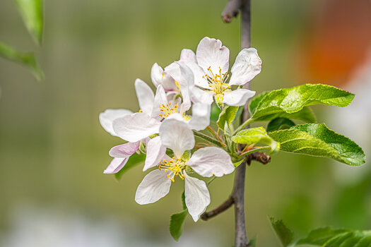 2026-04-18_Garten_Apfelbäumchen in Vollblüte_0001.jpg