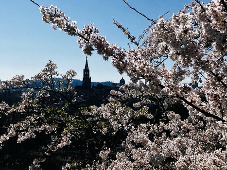 Bern Münster Frühling.jpg