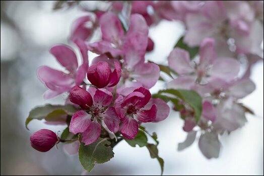 comp_Apfelblüte Pink Lady_1.jpg