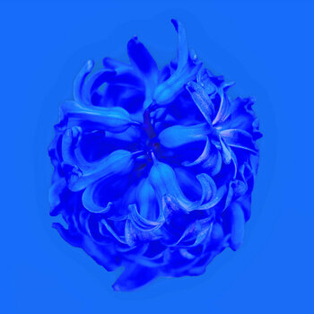 HyazintheBlauvObenWirbelwindaufBLAUSL3Si100400QUADRAT.jpg