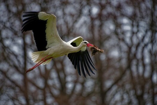 Storch mit Horstbaumaterial.jpg