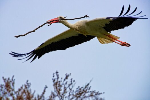 Storch mit Horstbaumaterial II.jpg