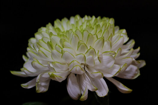 ChrysanthemenartBlüSi105teGROSSSL3Si105Mac.jpg