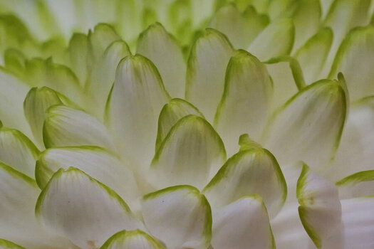 ChrysanthemenartBlüteGROSSSL3Siqo5MacDETAIL.jpg