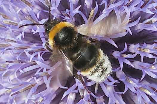 InsektaufBlauerKugelSL3Si105Mac2EXT.jpg