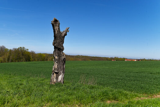 DSC_0044_DxO_1.jpg