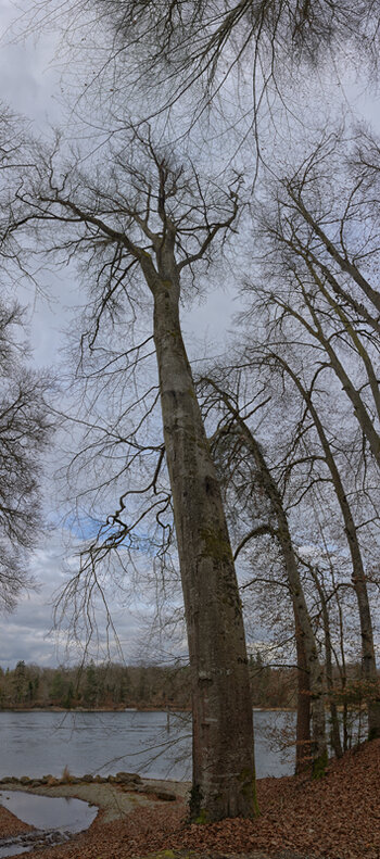 Neues Panorama 1.3.f.jpg