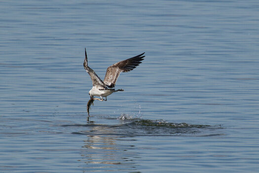 Z8B_8531_DxO_NFO.JPG