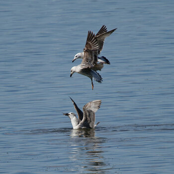 Z8B_8659_DxO_NFO.JPG