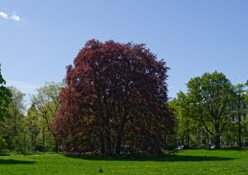 DSC_1226-DxO_DeepPRIME XD2s_DxO.jpg