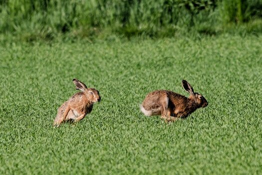 hase.jpg