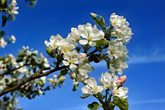 DSC_0234_Radiant.jpg