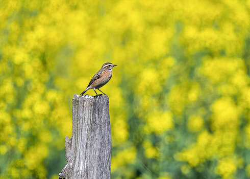 NZ8_8457-DxO_DeepPRIME XD3-Bearbeitet Firefly Upscaler 2x Skalierung-a.jpg