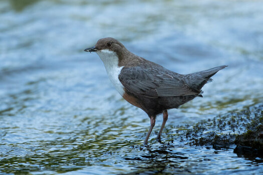 ROB_1025 Wasseramsel.jpg