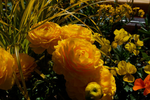 DSC_0115-DxO_DeepPRIME XD2s_DxO.jpg