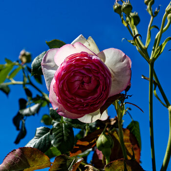 DSC_0131-DxO_DeepPRIME XD2s_DxO.jpg