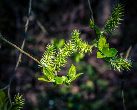 BR070426-23.jpg