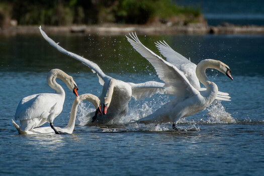ROB_0633 Schwan.jpg