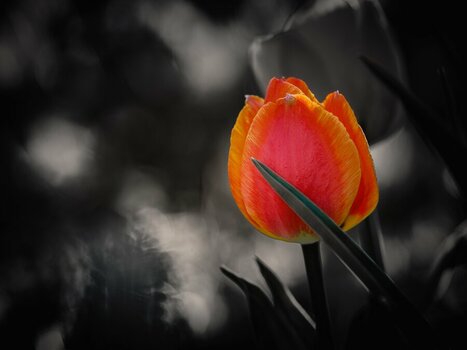 Tulpe Kopie.jpg