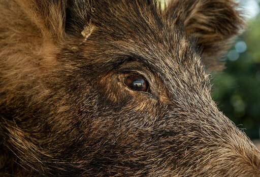1. Nahaufnahme eines Wildschweins im Wald, die den Nutzen von Wärmebild beim Scouting illustriert 1. Nahaufnahme eines Wildschweins im Wald, die den Nutzen von Wärmebild beim Scouting illustriert