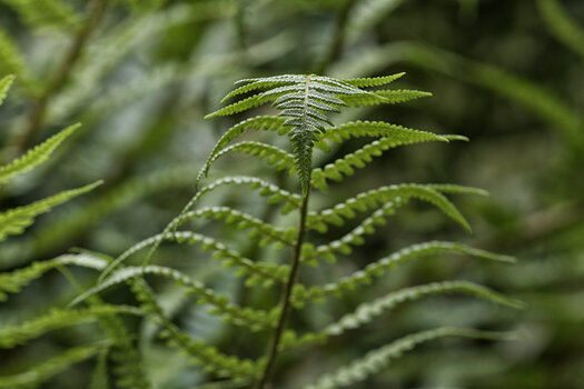 DSC_4602.f.jpg