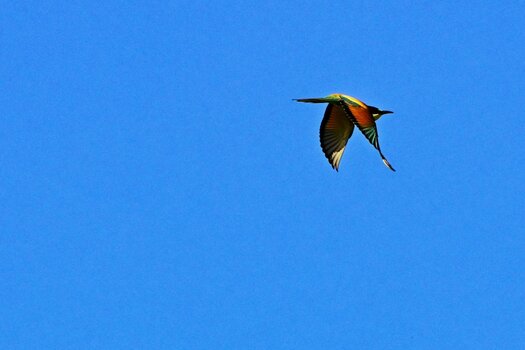 _1bienenflug3.jpg