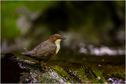NZ8_0962+mkl1,5h Wasseramsel D.jpg
