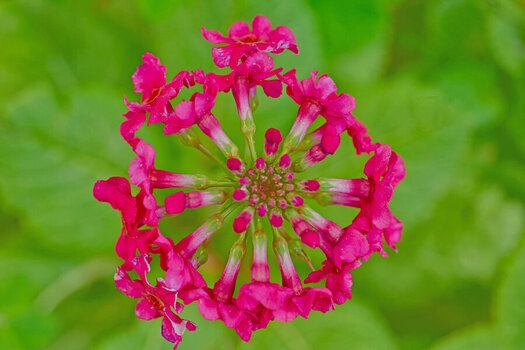 BlumenradaufGrünenBlätternSL3Si105MacRECHTECK.jpg