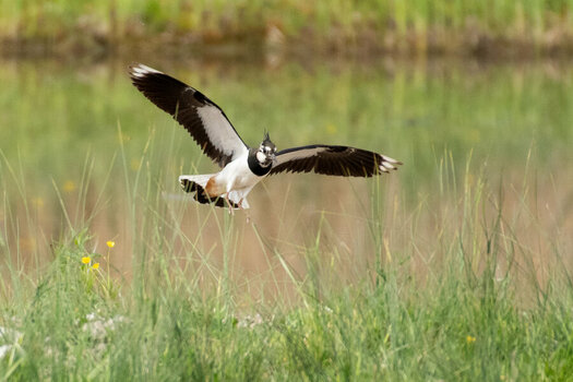 ROB_1316 Kiebitz flug.jpg