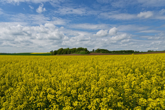 DSC_0203_DxO.jpg