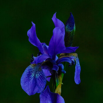 IrisBlau3inDunkelheitSL3Si105MacDETAILQUADRAT.jpg