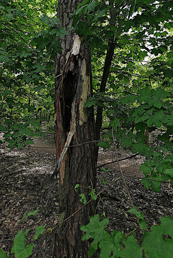 comp.IMGP4821-1.jpg